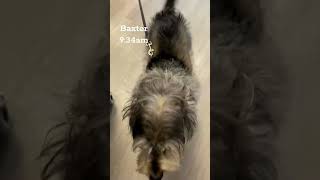 Start Your Dog’s Day Right 🐾 | Morning Arrivals at Dogtopia Owings Mills