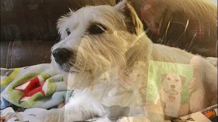 In Memory of Jack, our Jack Russell Terrier march1...