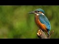 Vodomar - Alcedo atthis - Common kingfisher