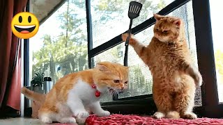 🔴Dogs vs. Cats😄The Ultimate Battle of Funny Pet Antics😄