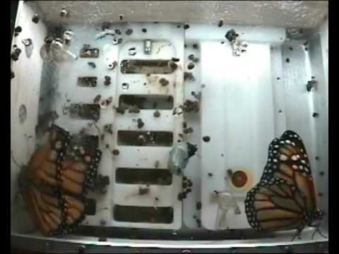 The "Butterflies in Space" experiment by BioServe Space Technologies at the University of Colorado. This experiment was made possible through the support of the National Space Biomedical Research Institute (NSBRI) and the Baylor College of Medicine (BCM). Larvae and technical assistance provided by Monarch Watch, Butterfly Pavilion, and Clearwater Butterfly. This habitat is getting tight! In this video one of the butterflies grabs onto the last chrysalis and dislodges it from the wall. It floats around a bit and even seems as if it is flying while it clutches to the poor thing. After that, there are some attempts at flying. Imagine if these things had free rein outside their habitats in the ISS, what a sight that would be! Our scientists are a bit worried for the welfare of the remaining chrysalis. The delicate wings of the butterfly immediately following emergence can easily be damaged by the two behemoths in there right now. Lets hope it can grasp a wall and stay out of the way once it emerges.