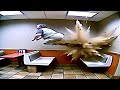 Funny Videos Impossible Try Not To Laugh