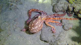 Night Dive Lahaina Hawaii