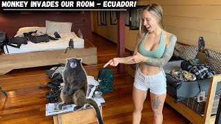 Monkey Invades our Hotel - Ecuador