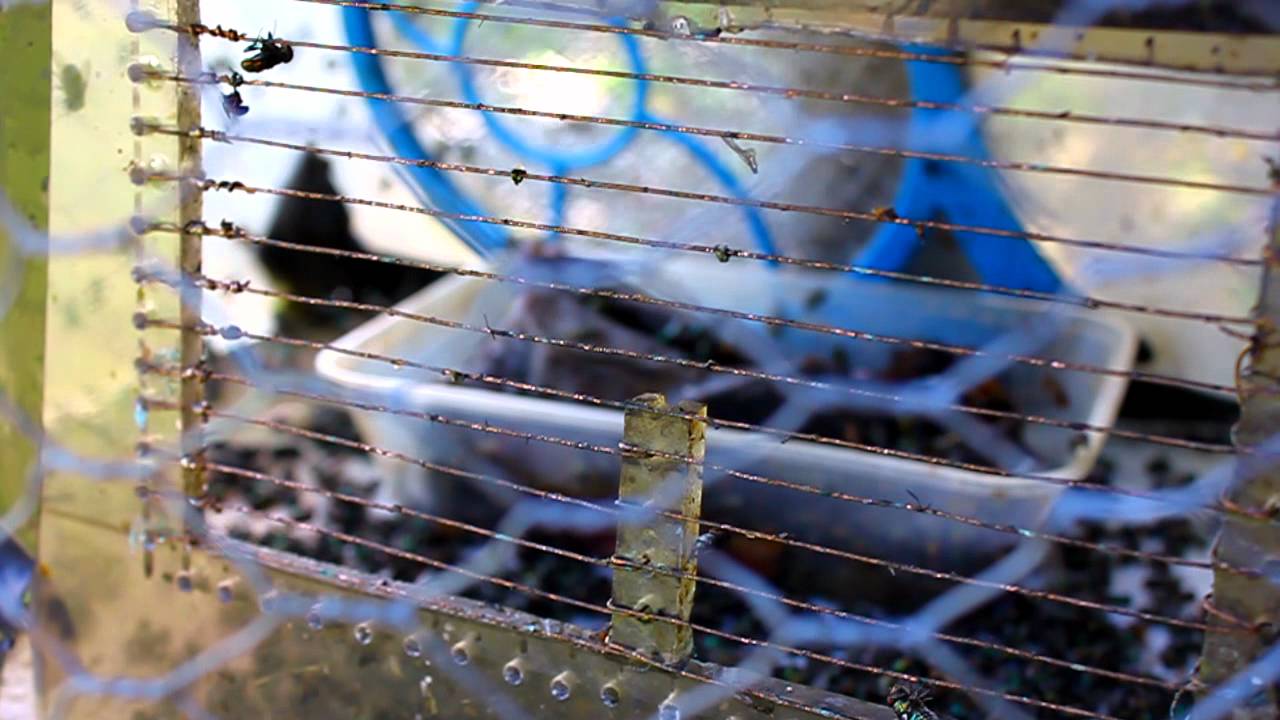 DIY Fly Zapper 2600V Version: 2012 Pt 2 / 3 - YouTube