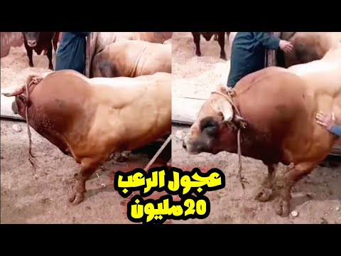 فيديو لدي يبحث عنه الجميع من سوق احد ولاد فرج 2022 04 24 هاد مشاهد تواحد ماشفهوم