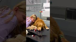 Sie hat mich 11 Jahre begleitet, ich sie nur einen Nachmittag 🕊️ #tierverlust #goldenretriever