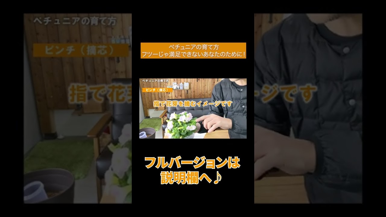 ペチュニアの育て方 摘心 フツーじゃ満足できないあなたのために Shorts Youtube