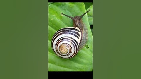 2023 snail 🐌🐌 V/s 5000 bce snail #shotrs #viral #10mviews