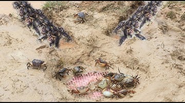 2 Way Deep Hole Crab Trap To Catch A Lot Of Crab By 2 Poor Boys