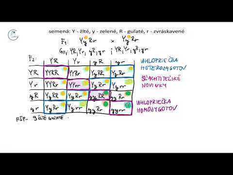 Dihybridizmus  - 2. časť - 3.Mendelov zákon, spôsob dedičnosti.