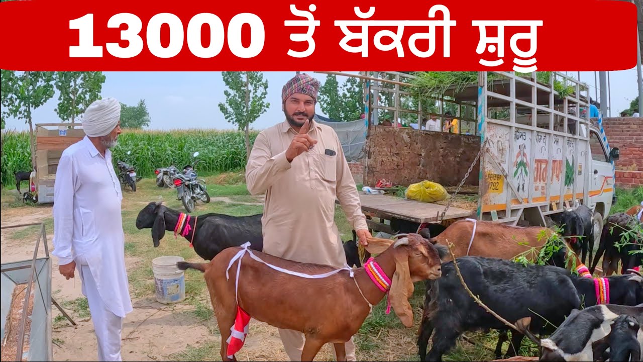 13000 ਤੋਂ ਬੱਕਰੀ ਸੁਰੂ  | Longowal bakra mandi goats | goat #goat  #goats