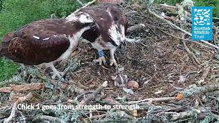 Fishing, A Sad Goodbye and a Courie-Doon - Loch of the Lowes Webcam (2026)