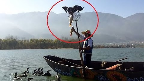 The Art of Fishing With Birds /Cormorant fishing /Fishing with Cormorant Birds Jiangxi China