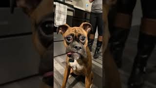 Dogs vs Sour