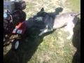 Dog attacks rotor tiller