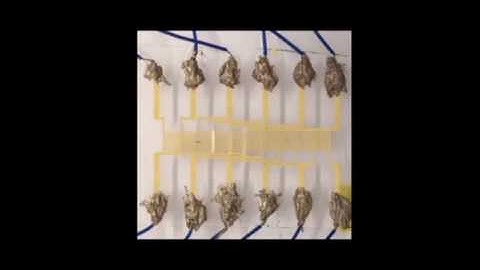 Digital acoustofluidics enables contactless and programmable liquid handling