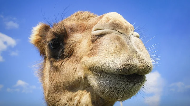 You have no idea where camels really come from | Latif Nasser - DayDayNews
