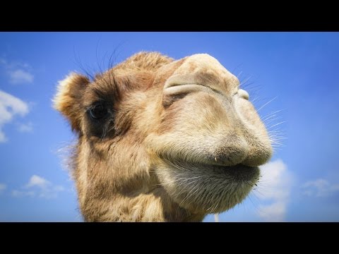 You have no idea where camels really come from | Latif Nasser