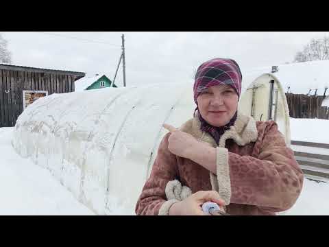 Цукаты готовы ,прогулка ,пересаживаю фиалки.