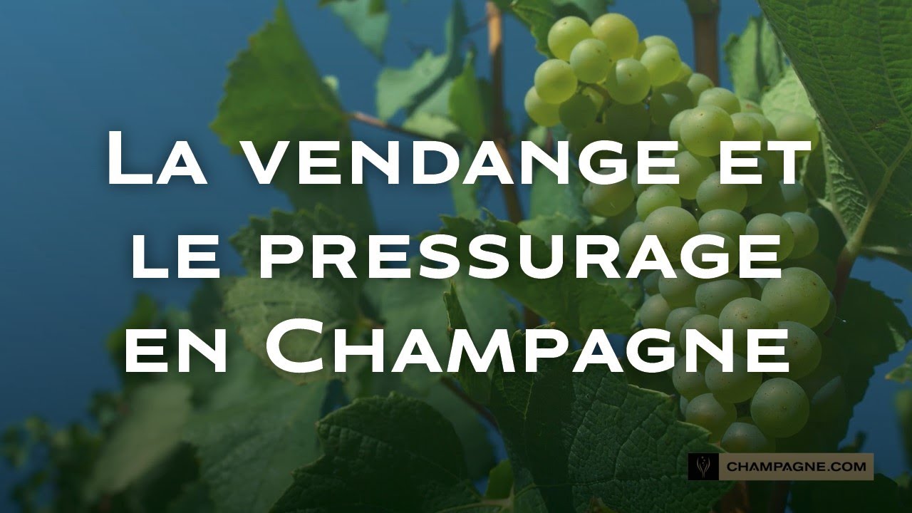 La vendange et le pressurage en Champagne