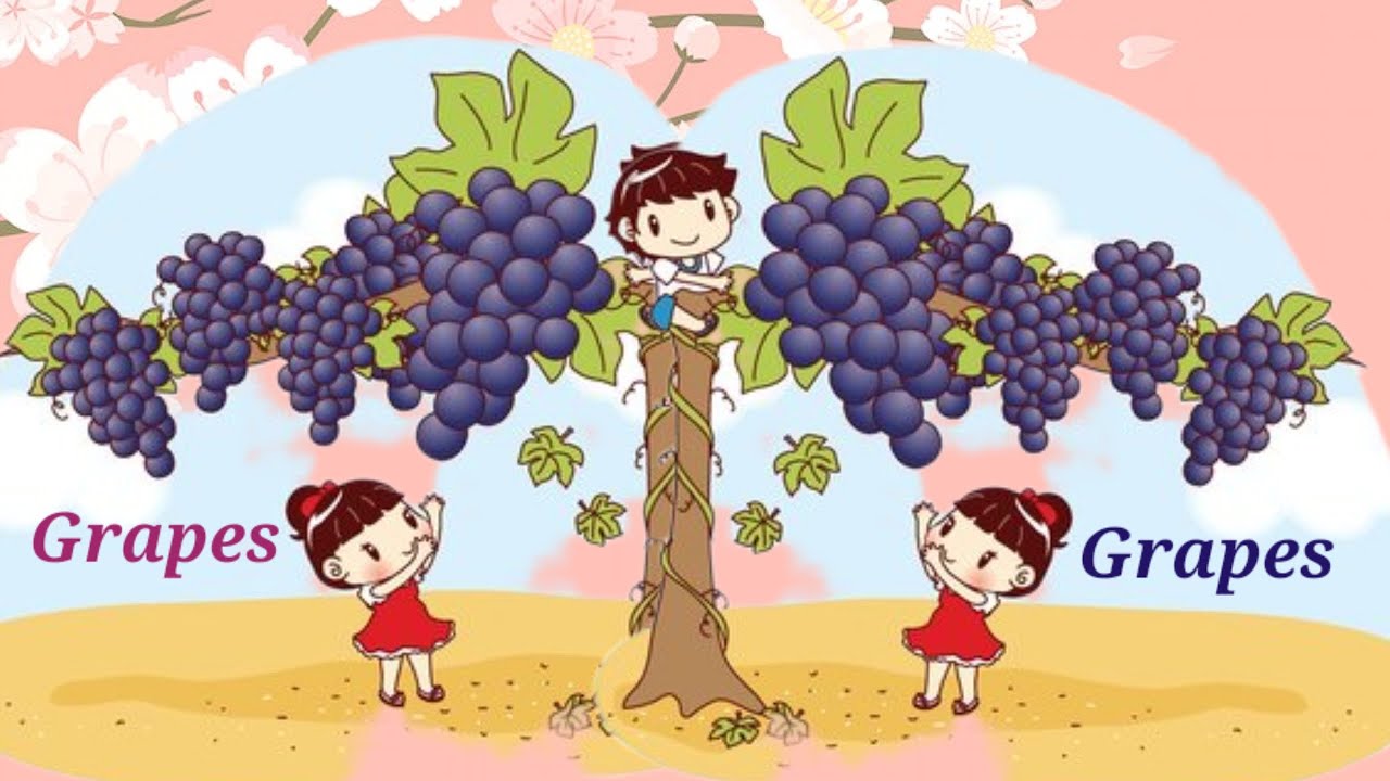 Few lines about Grapes🍇 || 