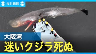 大阪湾の迷いクジラ死ぬ　1月から堺泉北港にとどまる　衰弱死か