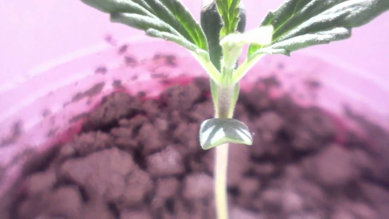 Weed Sprout Closeup-HD