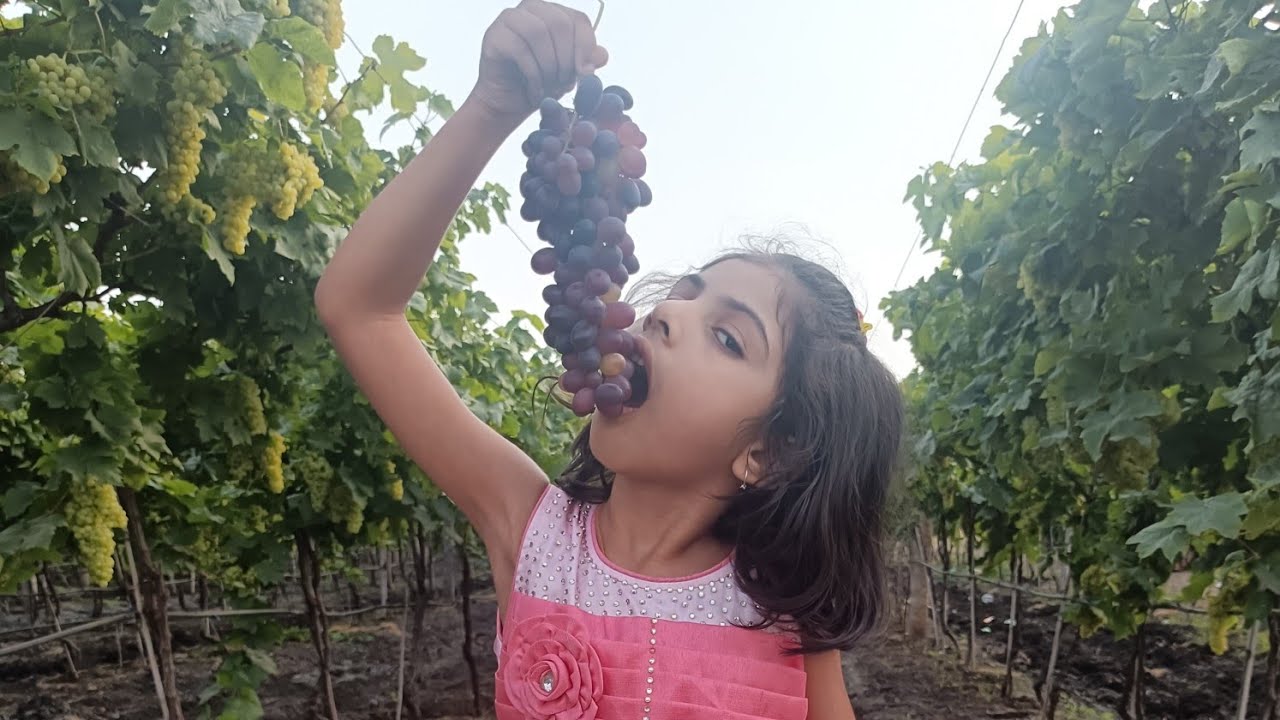 My first vlog /Aaradhya at grape Vine farm 