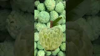 #sugarapple#shorts  #asmr #falling #shortvideo