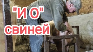 Хряка нема 🤷‍♂️ осваиваю искуственное осеменение с нуля