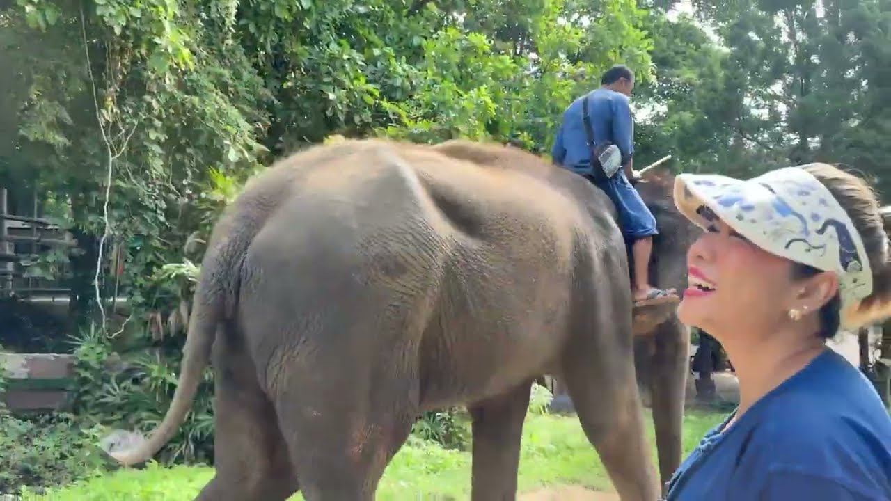 ตามติดชีวิตช้าง Daily Live แอด ปป แอดจุ้ย