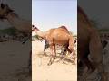 كواليس تحميل الجمال بصحراء العرب كواليس تحميل الجمال بصحراء العرب