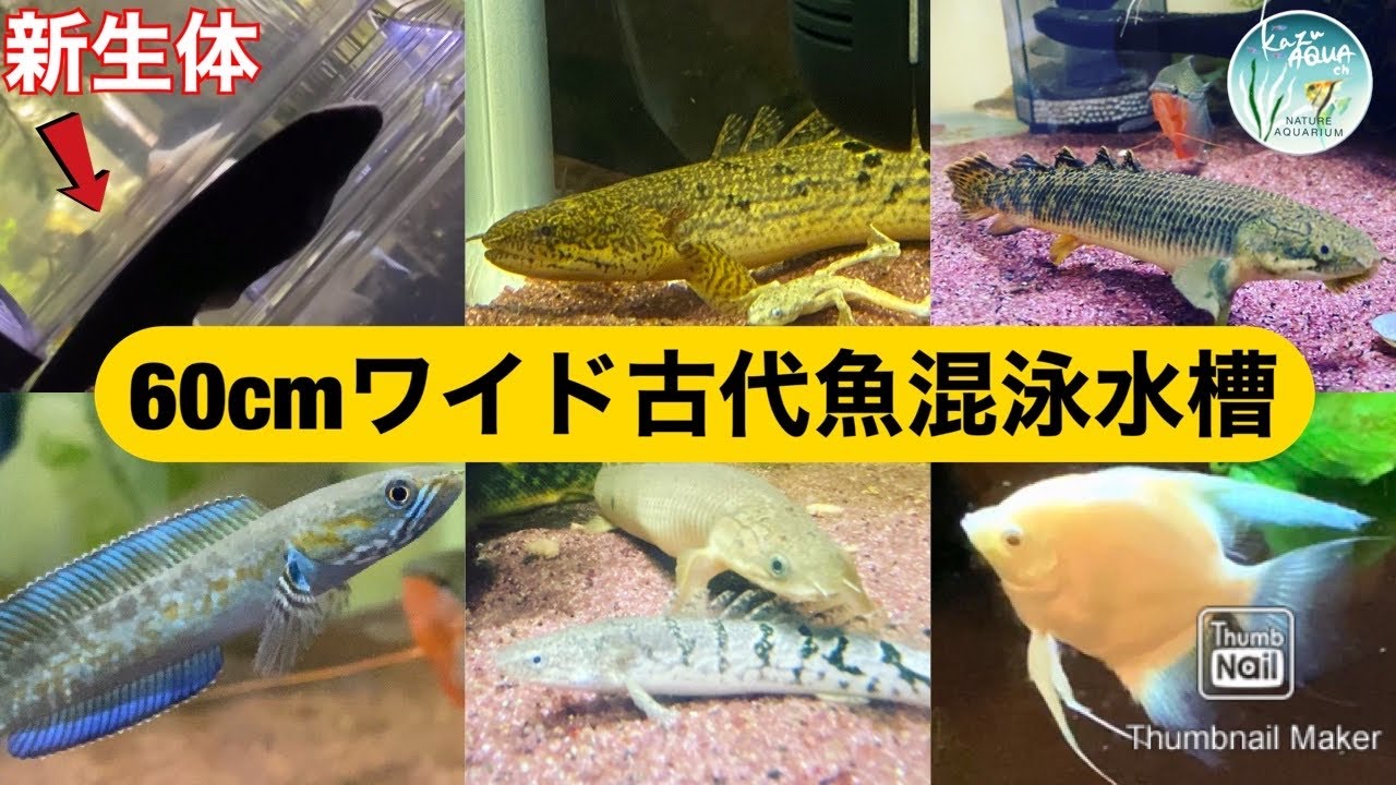 レッドゲオファーガス購入してきました 60cmワイド中型魚混泳水槽で飼育開始 古代魚 中型魚 60cmワイド水槽 アクアリウム Kazuaquach Youtube