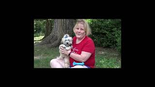 Baby Boston - Adorable Maltipoo - from Freedom Avenue by Hearthside 252 views 9 months ago 5 minutes, 22 seconds