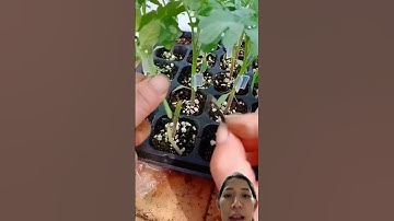 Cắt ghép cây cà chua để cho nhiều trái #tomato #garden #gardening #farming