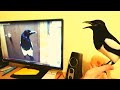 Magpies reaction to seeing himself talk on computer Monitor!