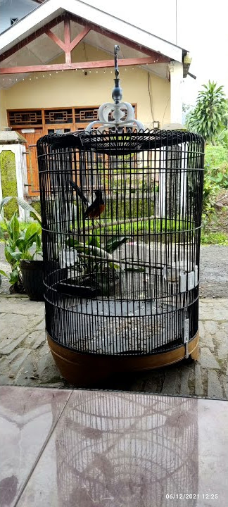 masteran murai suara elang