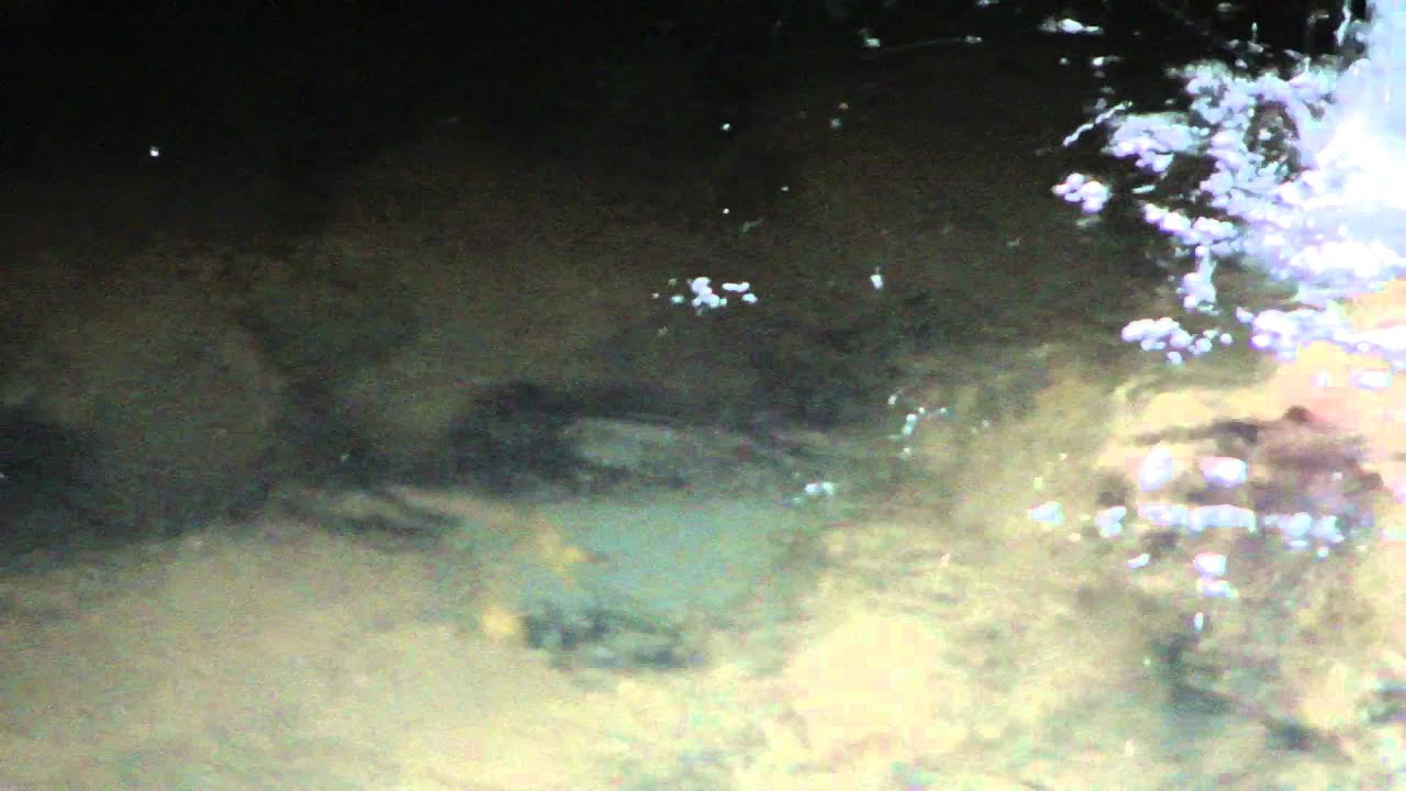 箕面川の巨大モクズガニ(Eriocheir japonica)