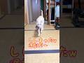 【遅刻だよ〜急いで猫和尚】#猫 #猫動画 #猫かわいい