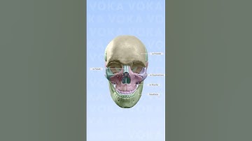 Mastering 3D Cranial Bones Anatomy in Minutes with VOKA