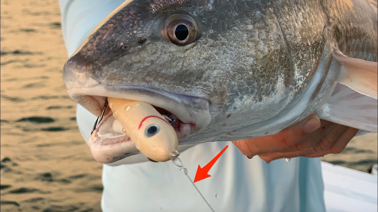 Best Leader Line For Topwater Lures (Mono vs. Fluoro) » Salt Strong Fishing  Club