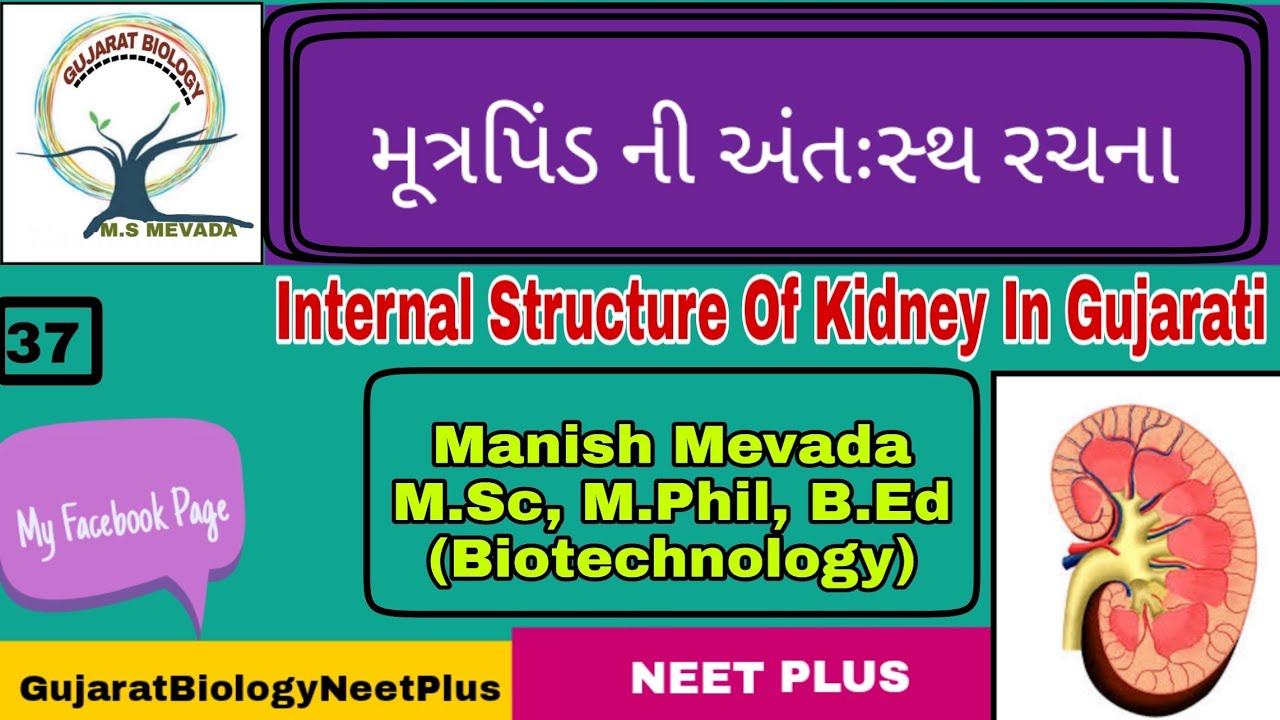 Internal Structure Of kidney in Gujarati ( મુત્રપિંડ નિ અંતઃ રચના) YouTube