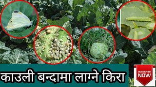 काउली बन्दामा लाग्ने किराहरु र व्यवस्थापन || Insect Pest of Cole crops || Kauli banda ko kira