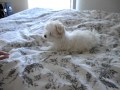 EVA!!!! Maltese puppy) мальтийская болонка