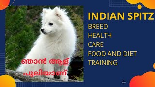 Indian Spitz : Malayalam : Diet : Training : Health And Care : Indian Spitz Malayalam : indian spitz