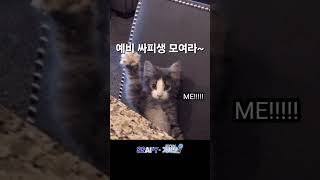 “싸피TV를 아시나요?” 📺