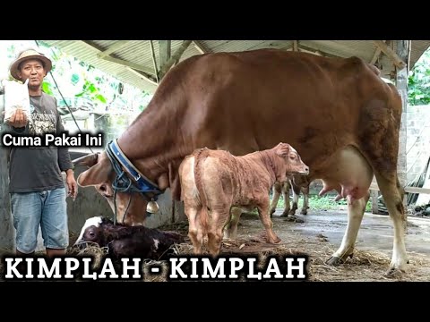 Video: Pada usia berapa sapi mendapatkan ambing?