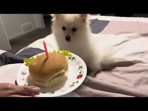 HAPPY BIRTHDAY 🎂 MAXI