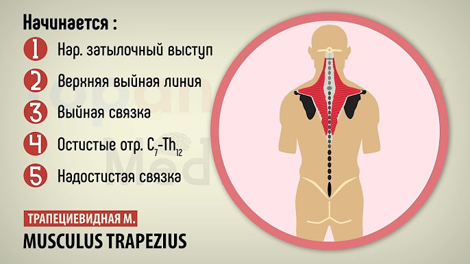 Гимнасттардың суреттері бар порно